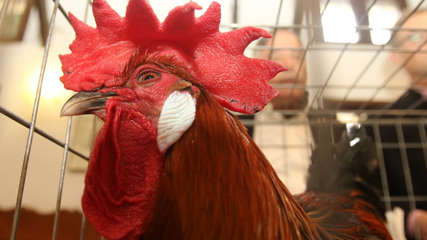 Álora acoge este fin de semana la X Exposición de Gallinas Andaluzas Sureñas