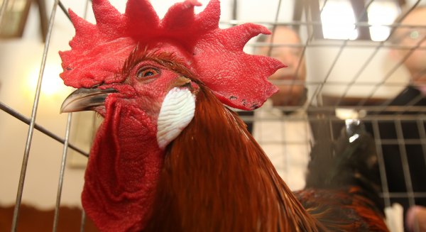 Álora acoge este fin de semana la X Exposición de Gallinas Andaluzas Sureñas