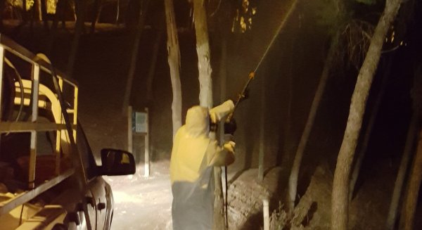 El Ayuntamiento aplica los tratamientos preventivos contra la procesionaria del pino