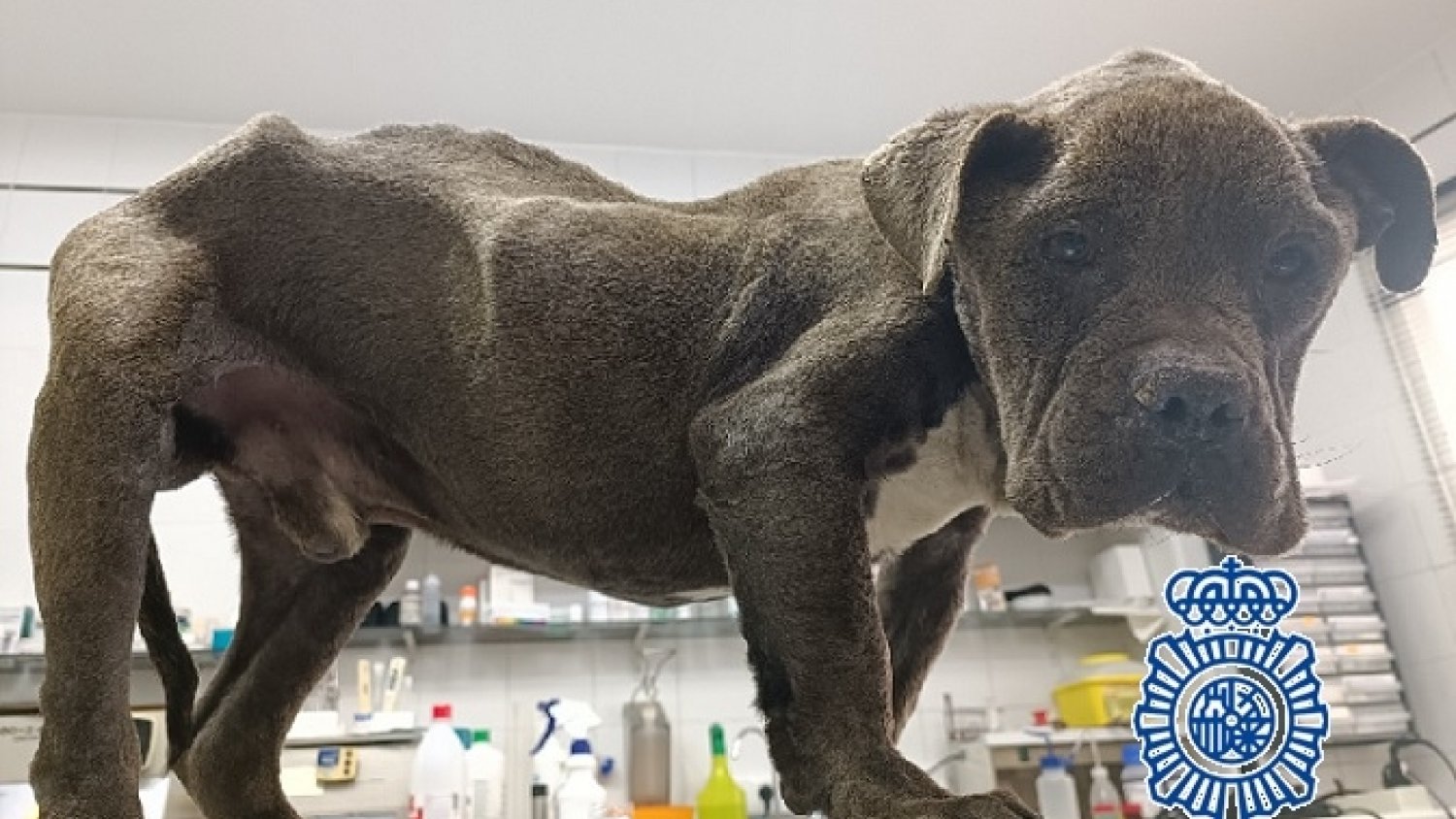 La Policía Nacional pone a salvo en Vélez-Málaga a un perro que le restaban de una a tres semanas de vida