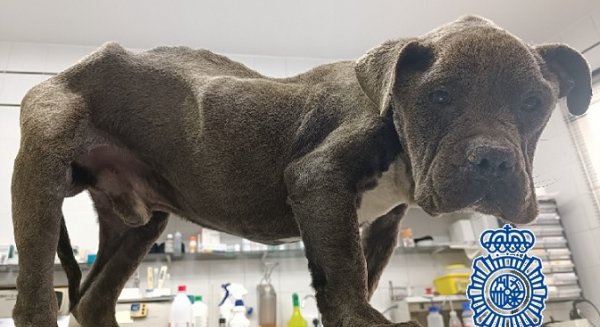 La Policía Nacional pone a salvo en Vélez-Málaga a un perro que le restaban de una a tres semanas de vida