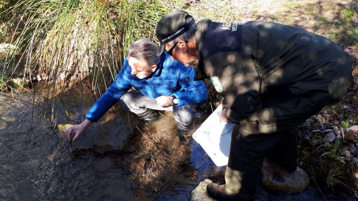 La Junta inicia la suelta de 400 ejemplares de cangrejo autóctono para asegurar la pervivencia de esta especie amenazada