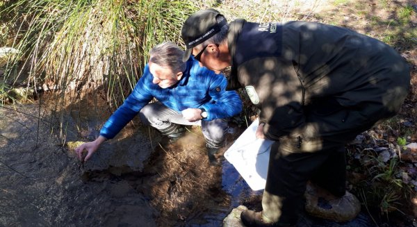 La Junta inicia la suelta de 400 ejemplares de cangrejo autóctono para asegurar la pervivencia de esta especie amenazada