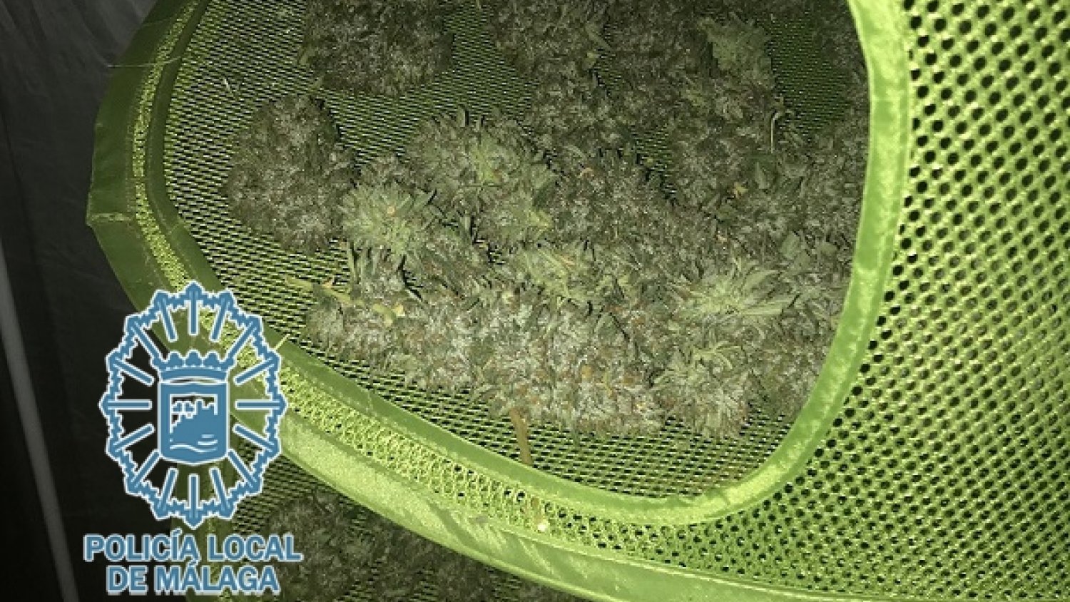 Desmantelada una plantación de marihuana en una vivienda en Los Montes de Málaga