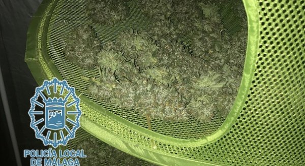 Desmantelada una plantación de marihuana en una vivienda en Los Montes de Málaga