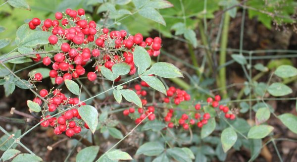 La nandina, la planta del mes de diciembre en La Concepción