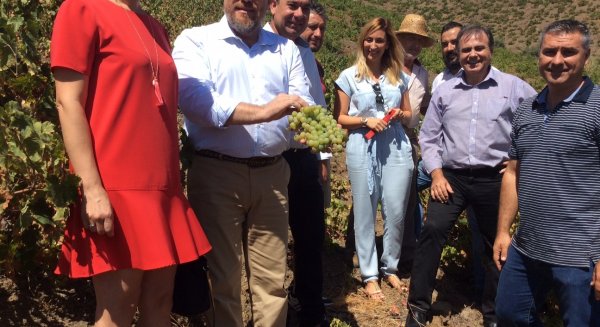 Sánchez Haro destaca el respaldo a 2.000 familias que supone la declaración de la uva pasa como Patrimonio Agrícola Mundial