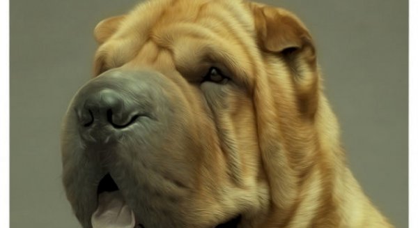 Estepona colabora con el II Concurso Nacional Canino Ciudad de Estepona 2017