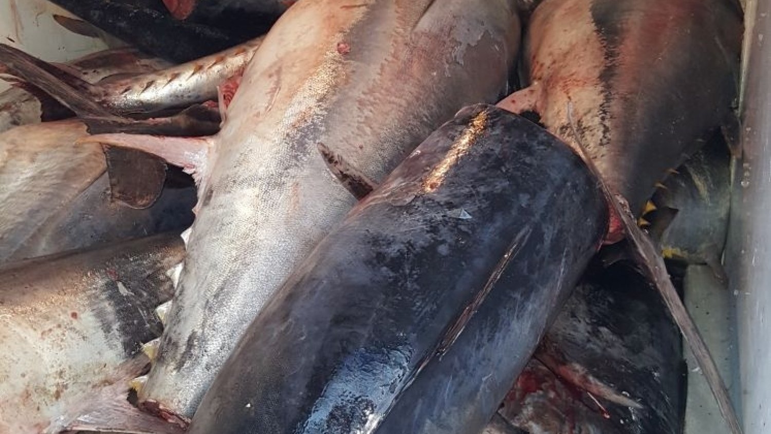 Decomisados 941 kilos de atún rojo no apto para consumo en Mercamálaga