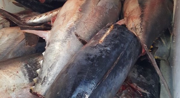 Decomisados 941 kilos de atún rojo no apto para consumo en Mercamálaga