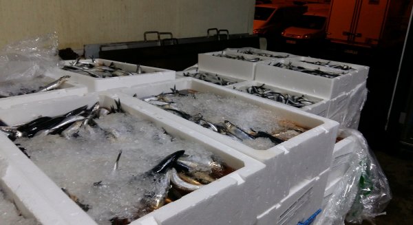 Decomisados 5.755 kilogramos de pescado y marisco en Mercamálaga
