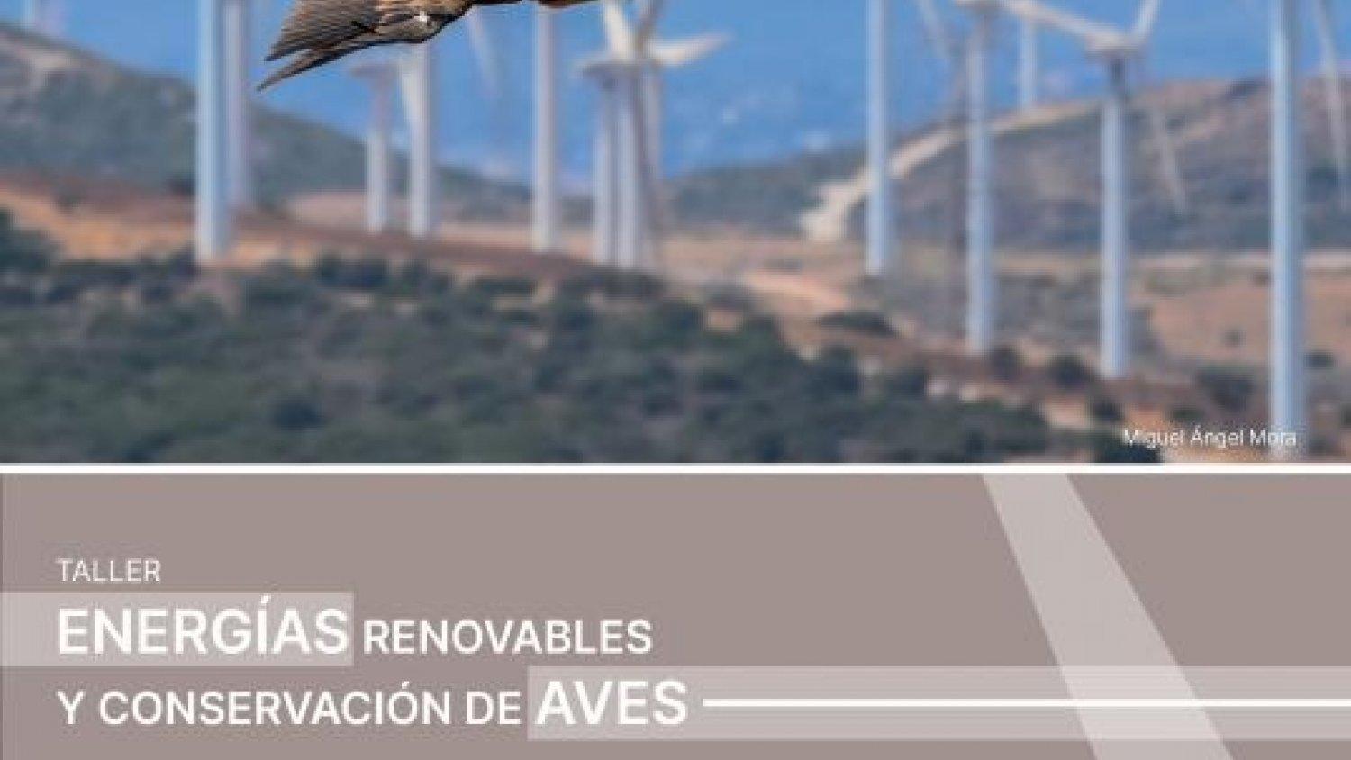 Diputación reunirá a medio centenar de participantes en su taller sobre aves y energías