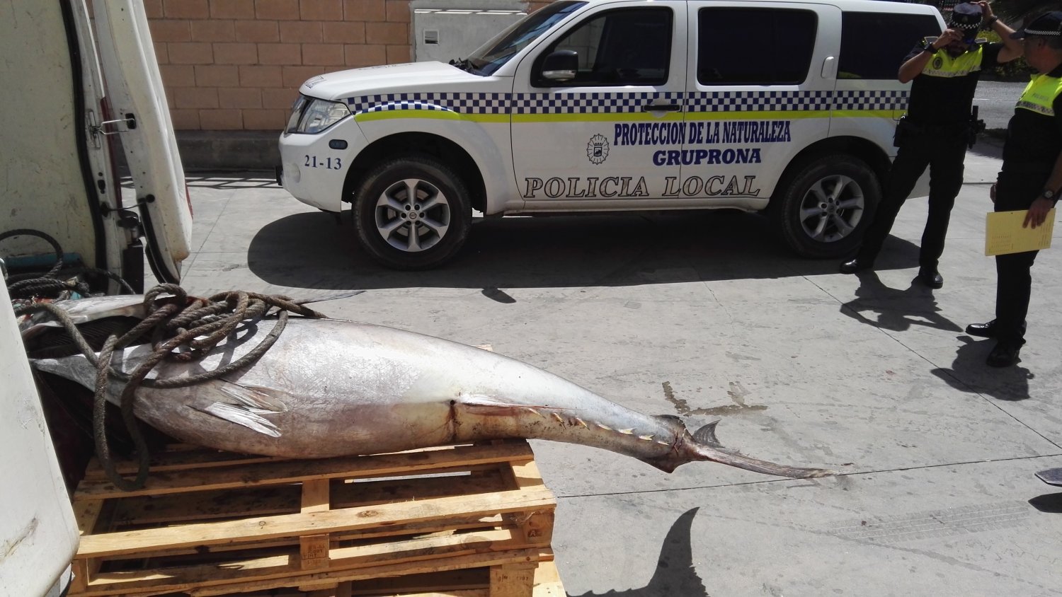 Intervenidas 10 piezas de atun rojo con casi mil kilos de peso en Campanillas