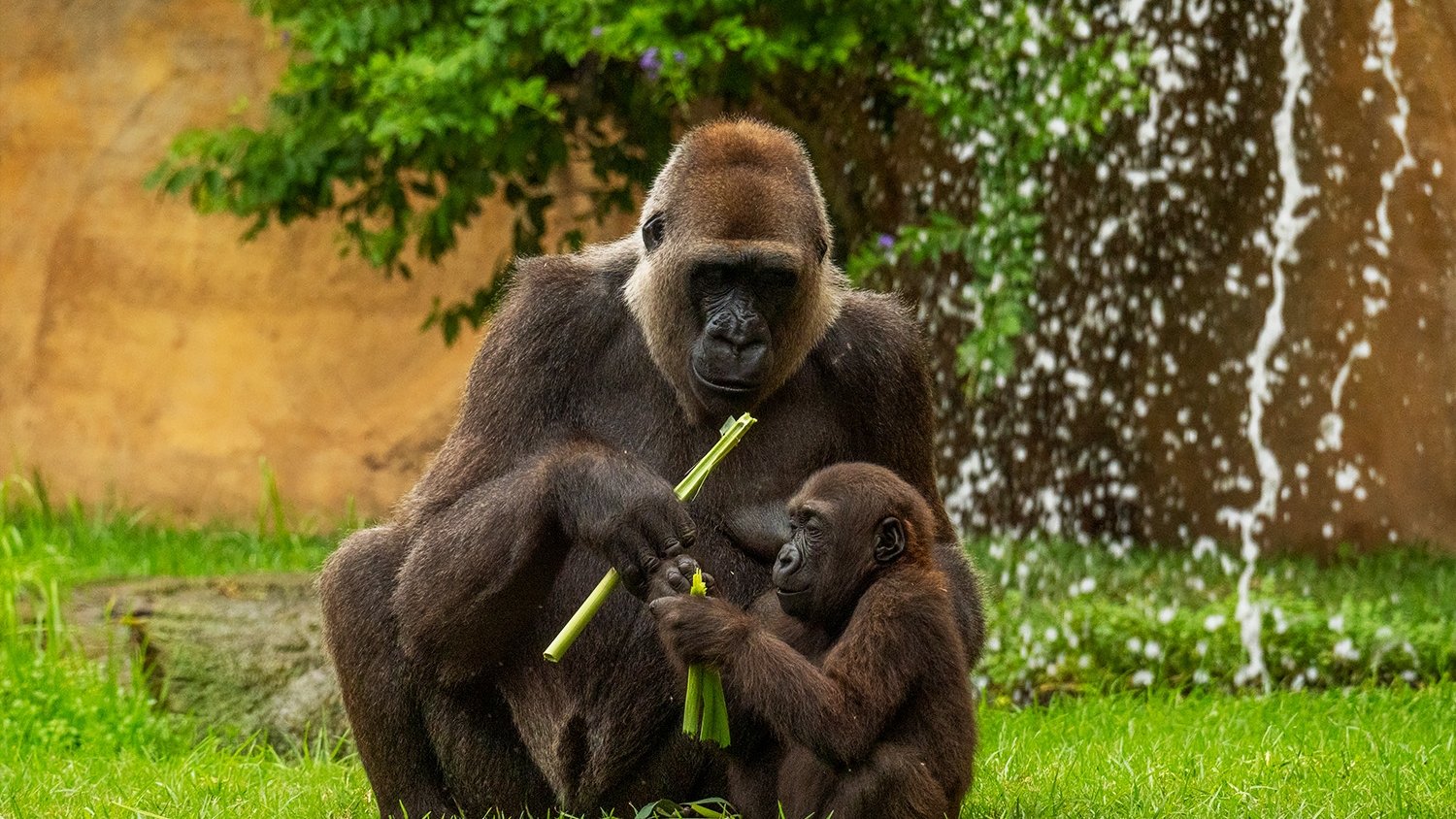 Cumple dos años Ekan, el primer gorila andaluz nacido en Bioparc Fuengirola