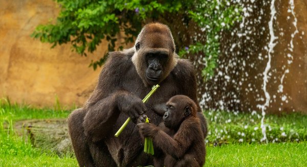 Cumple dos años Ekan, el primer gorila andaluz nacido en Bioparc Fuengirola