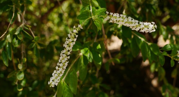 La aloisia, planta del mes de agosto en La Concepción