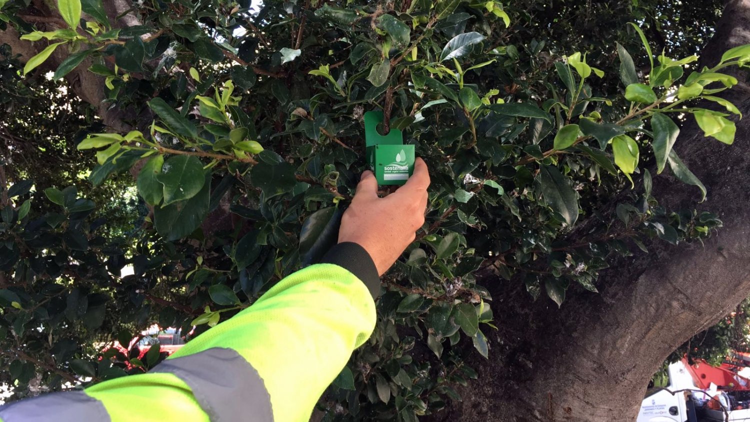 El Ayuntamiento de Estepona controlará las plagas en las zonas verdes con la introducción de insectos “enemigos”