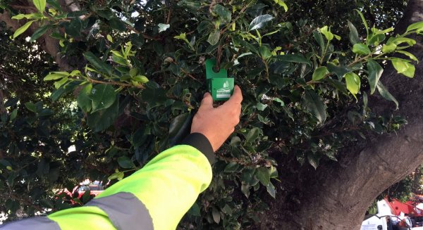 El Ayuntamiento de Estepona controlará las plagas en las zonas verdes con la introducción de insectos “enemigos”