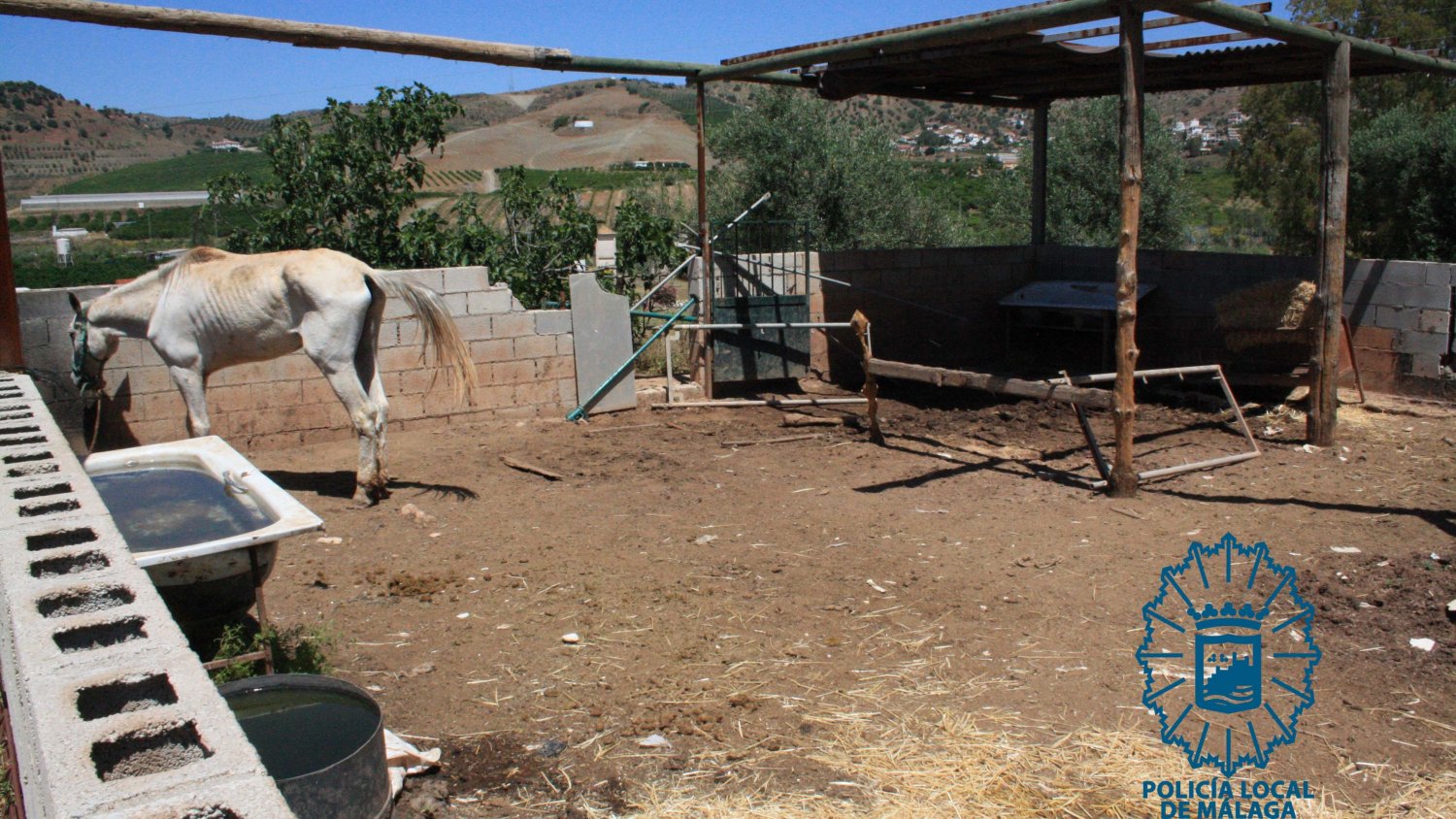 Investigado el dueño de un caballo por el estado de abandono y desnutrición que presentaba el equino
