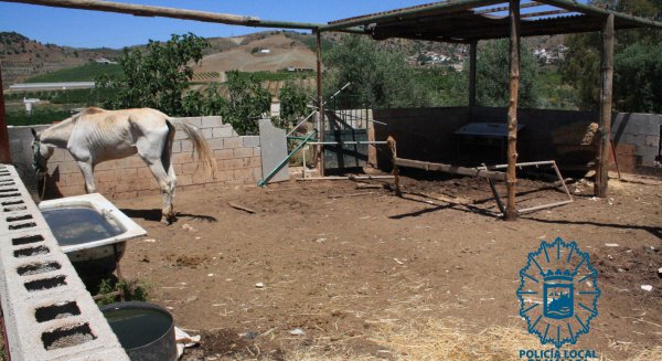 Investigado el dueño de un caballo por el estado de abandono y desnutrición que presentaba el equino