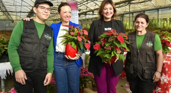 Más de 7.000 pascueros de producción propia del Vivero Municipal decorarán la Navidad en Torremolinos