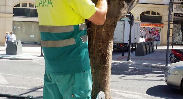 El Área de Mantenimiento del Ayuntamiento de Antequera desarrolla un año más el Plan de Lucha contra Plagas