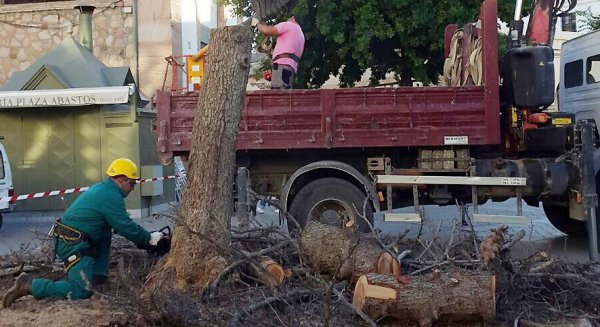 Efectivos del Área de Mantenimiento del Ayuntamiento de Antequera retiran el árbol central de la plaza de San Francisco