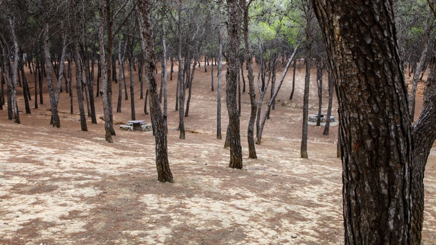 Torremolinos inicia la campaña preventiva contra la plaga de la procesionaria