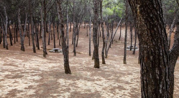 Torremolinos inicia la campaña preventiva contra la plaga de la procesionaria