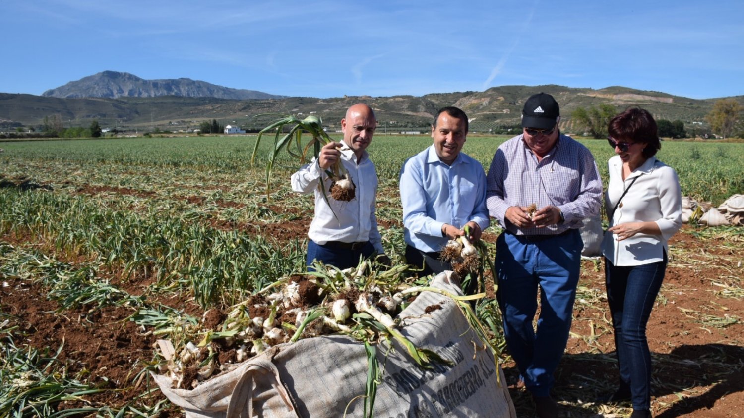 La Junta desarrolla dos proyectos de investigación para la mejora del cultivo del ajo morado a través del IFAPA