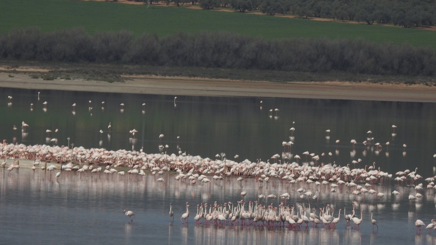 La Laguna de Fuente de Piedra cuenta en la actualidad con 11.000 parejas reproductoras de flamenco rosa