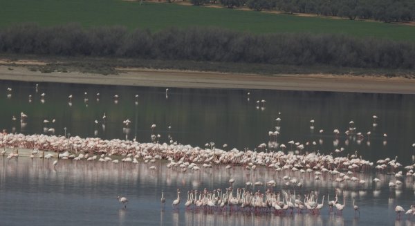 La Laguna de Fuente de Piedra cuenta en la actualidad con 11.000 parejas reproductoras de flamenco rosa
