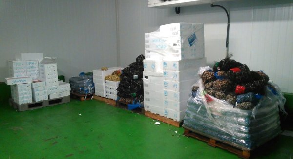 La Inspección Pesquera de la Junta decomisa 3.117 kilogramos de pescado y marisco en Mercamálaga