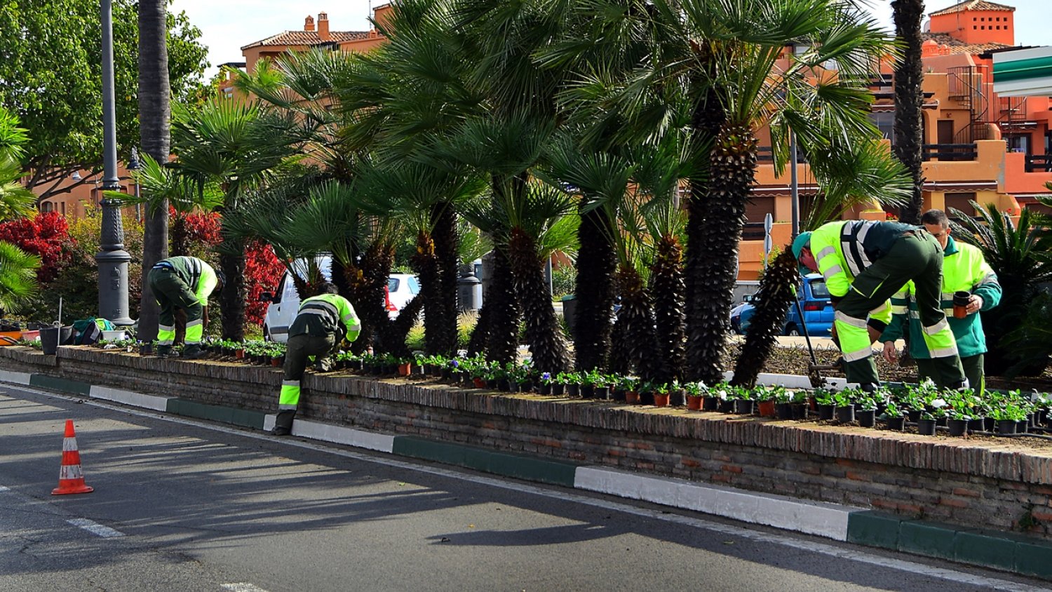 Estepona ultima la colocación de las 240.000 plantas de color de la temporada de invierno