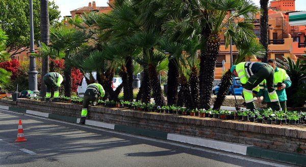 Estepona ultima la colocación de las 240.000 plantas de color de la temporada de invierno