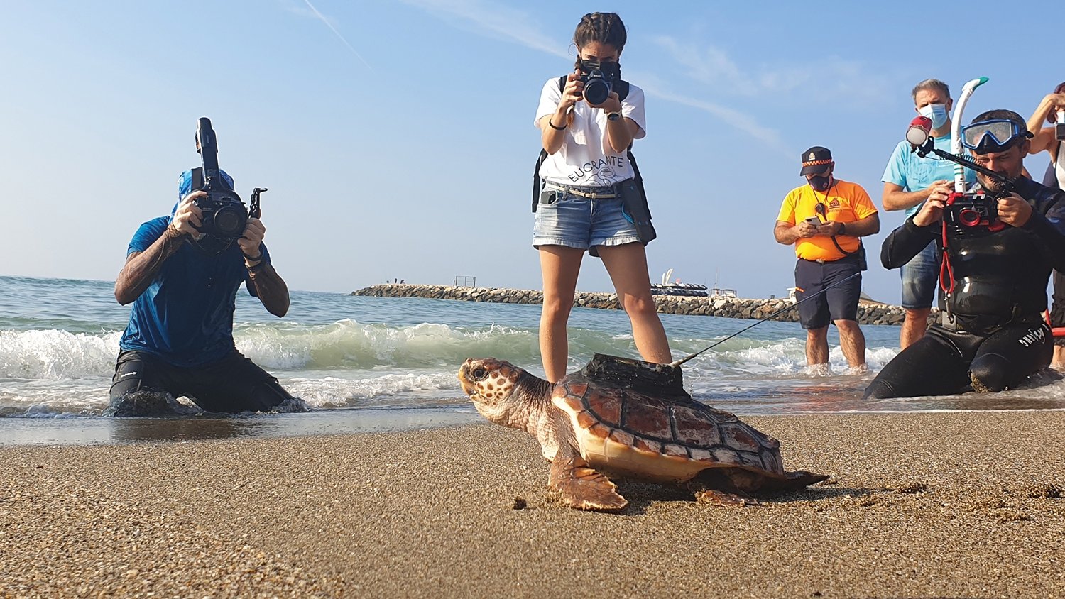 Localizadas en diferentes puntos del Mediterráneo a las tortugas bobas incubadas en Bioparc Fuengirola