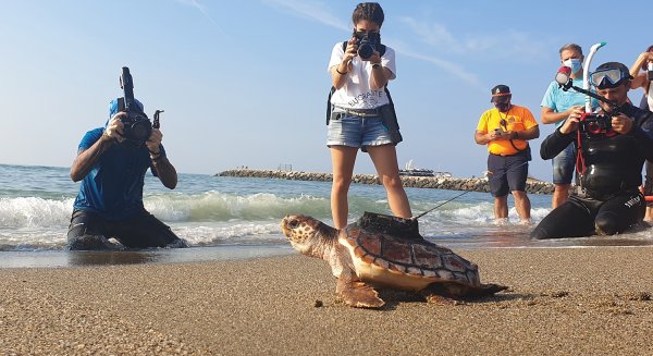 Localizadas en diferentes puntos del Mediterráneo a las tortugas bobas incubadas en Bioparc Fuengirola