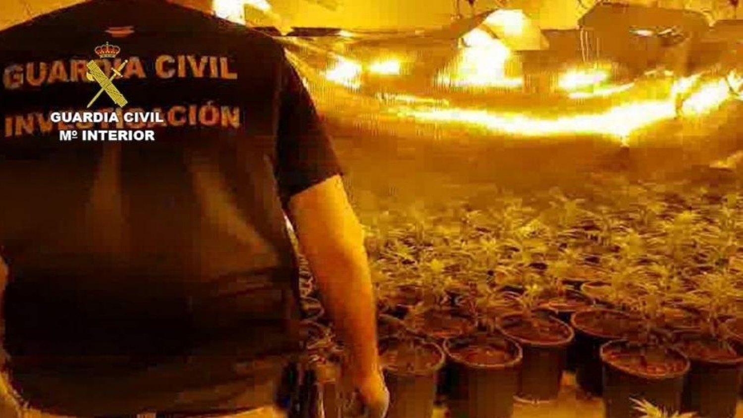 Detienen a 21 miembros de una red con plantaciones de marihuana en urbanizaciones exclusivas