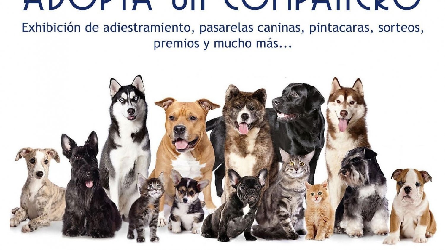 Torremolinos hace un llamamiento a la adopción frente a la compra de mascotas