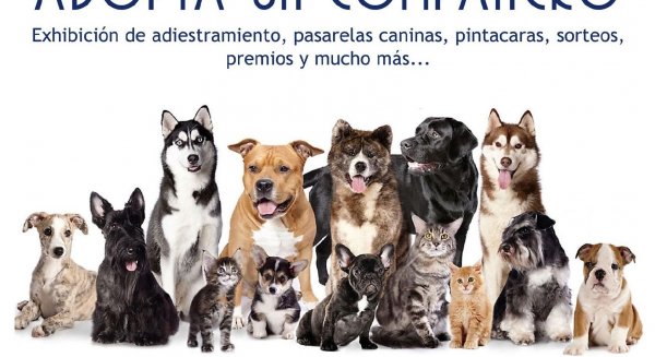 Torremolinos hace un llamamiento a la adopción frente a la compra de mascotas