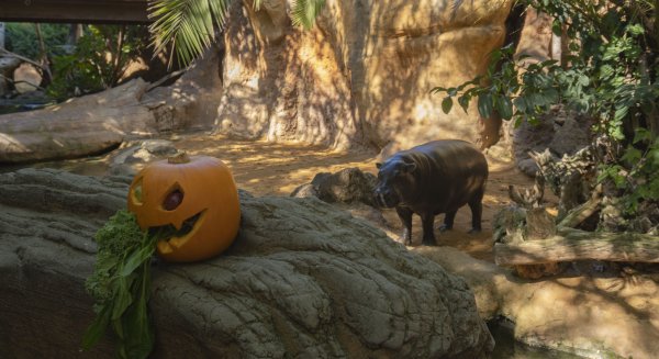 Bioparc Fuengirola organiza cuatro días de una terrorífica yincana con motivo de Halloween