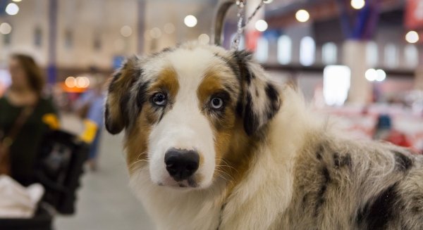 Las asociaciones presentes en Mi Mascota promueven el cuidado responsable de los animales de compañía