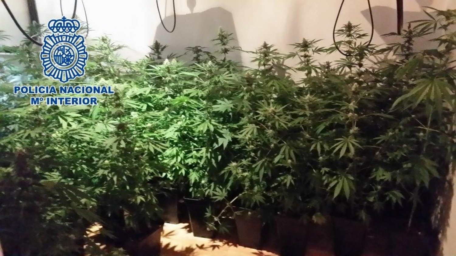 Incautadas 120 macetas de marihuana al desmantelar un invernadero en el interior de un inmueble