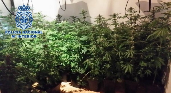 Incautadas 120 macetas de marihuana al desmantelar un invernadero en el interior de un inmueble