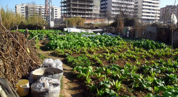 Málaga Ahora propondrá que la Diputación impulse los huertos urbanos en los municipios de la provincia