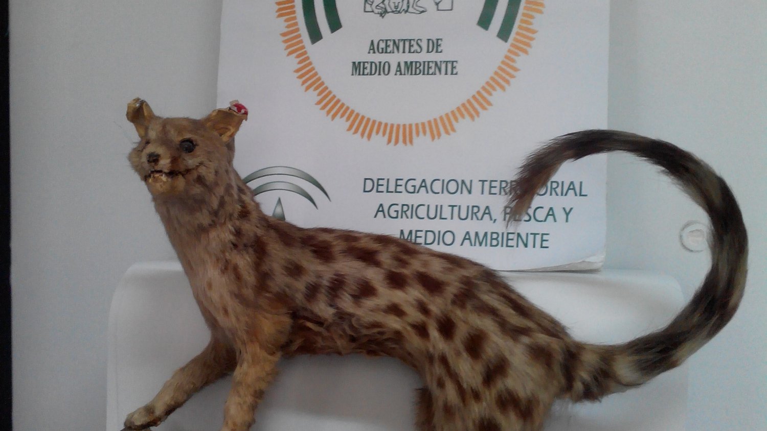 Agentes de Medio Ambiente decomisan un ejemplar de gineta naturalizada en Antequera