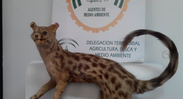 Agentes de Medio Ambiente decomisan un ejemplar de gineta naturalizada en Antequera