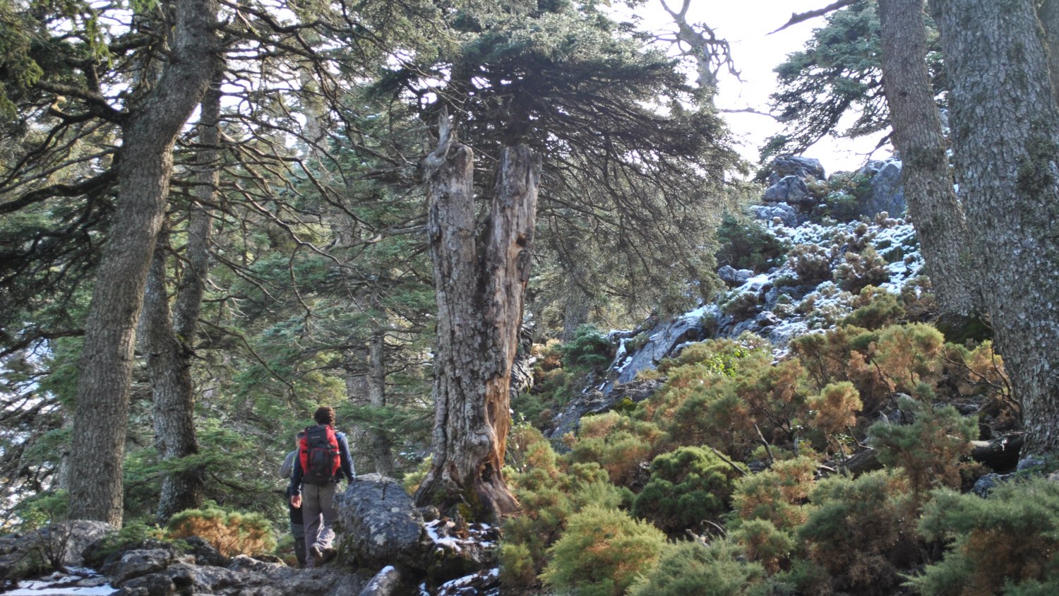 La Diputación recuperará senderos abandonados de Tolox, corazón del futuro Parque Nacional de la Sierra de las Nieves