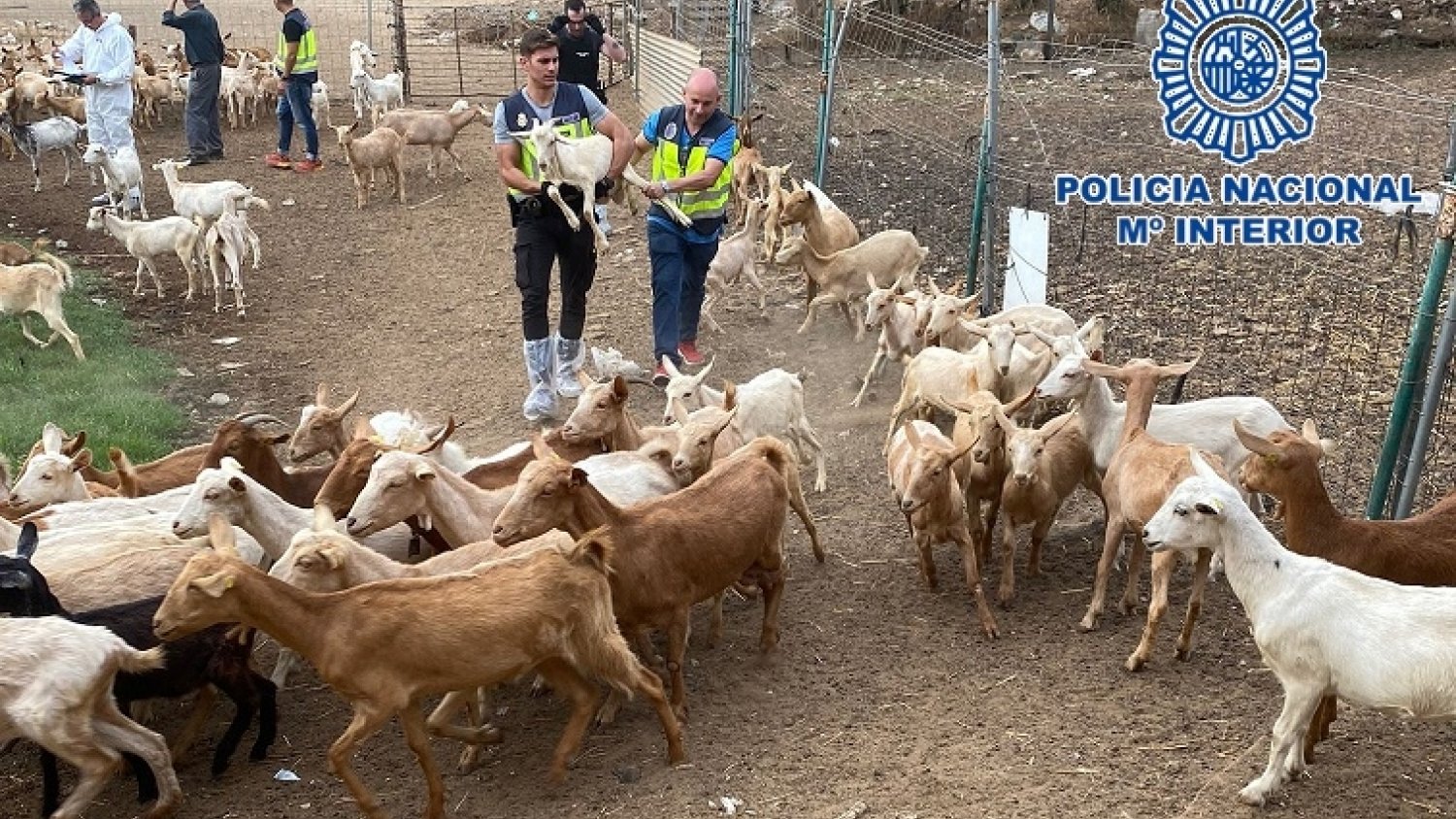 Detenidos en Málaga los responsables de la sustracción de 400 cabezas de ganado