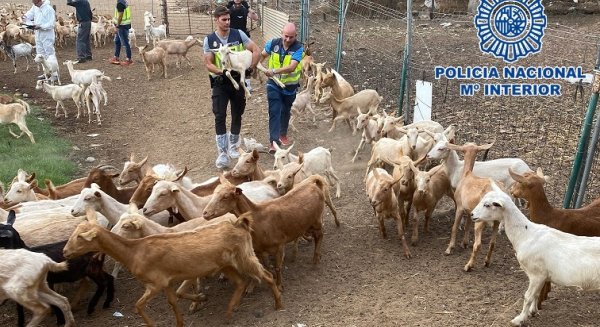 Detenidos en Málaga los responsables de la sustracción de 400 cabezas de ganado